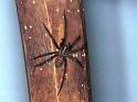 Tegenaria_parietina_F1742_Z_82_Les Gris_Frankrijk